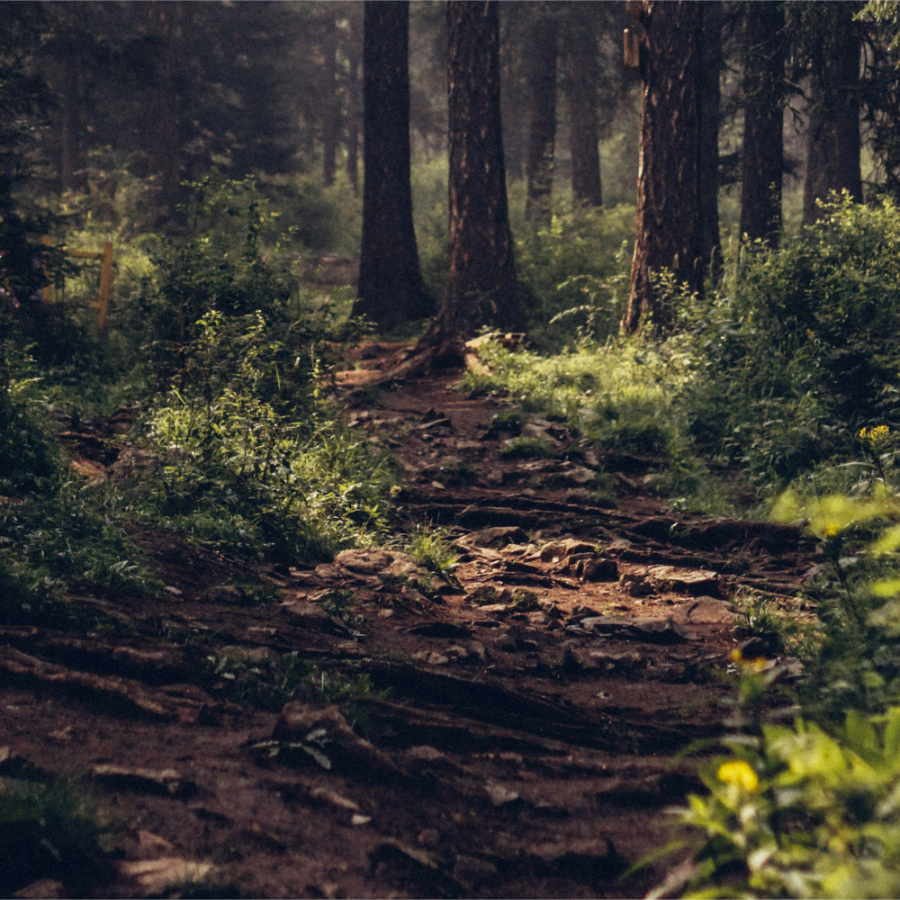 chemin mystérieux en forêt