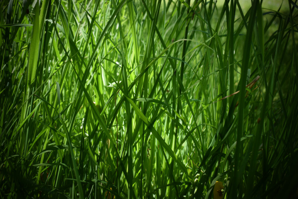 les hautes herbes