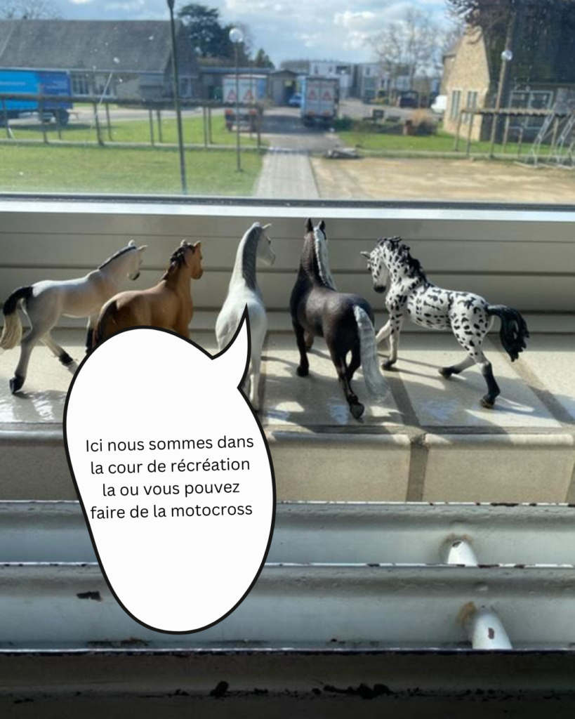à la fenêtre, les poneys rêvent d'une belle récré