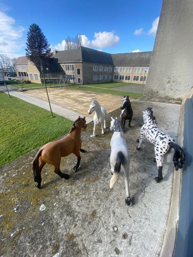 les poneys admirent le site de l'école