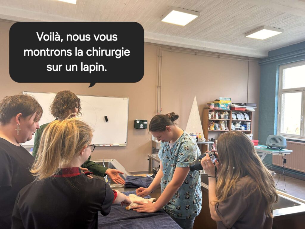 démonstration de chirurgie sur un lapin